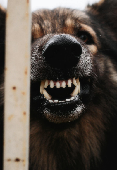 Dog showing teeth.